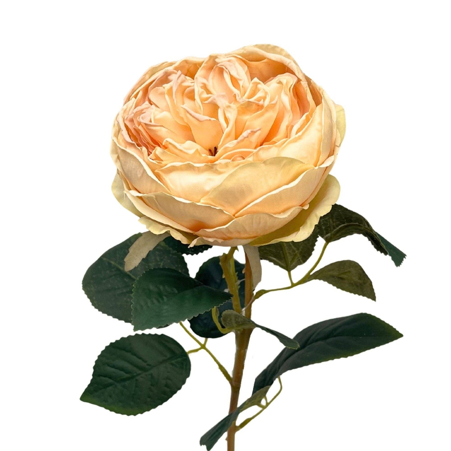 FauxDried English Rose 24" - Pale Peach