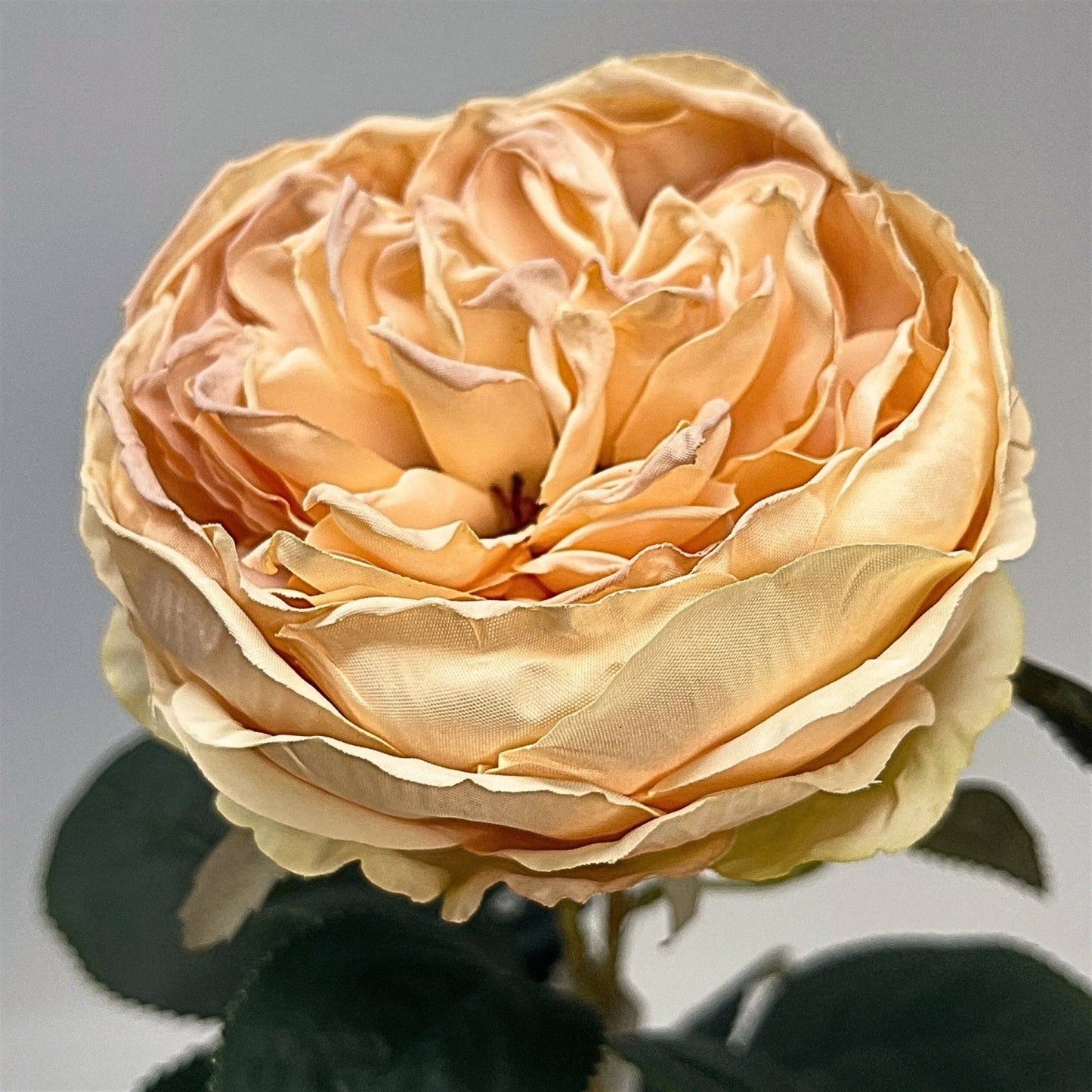 FauxDried English Rose 24" - Pale Peach